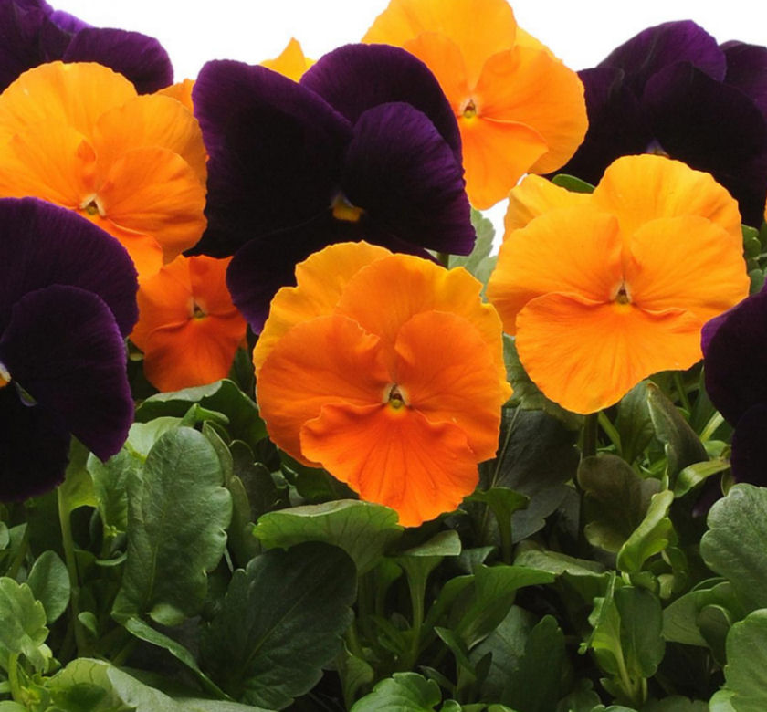 Matrix Halloween Mix Pansy Natorp's Online Plant Store
